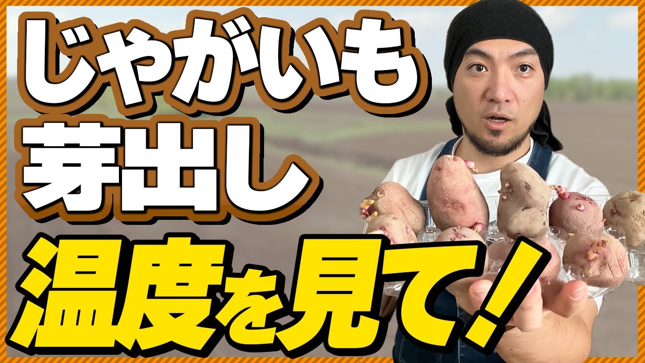 【失敗しない】じゃがいも芽出し、よくある3つの間違いと正しい温度管理