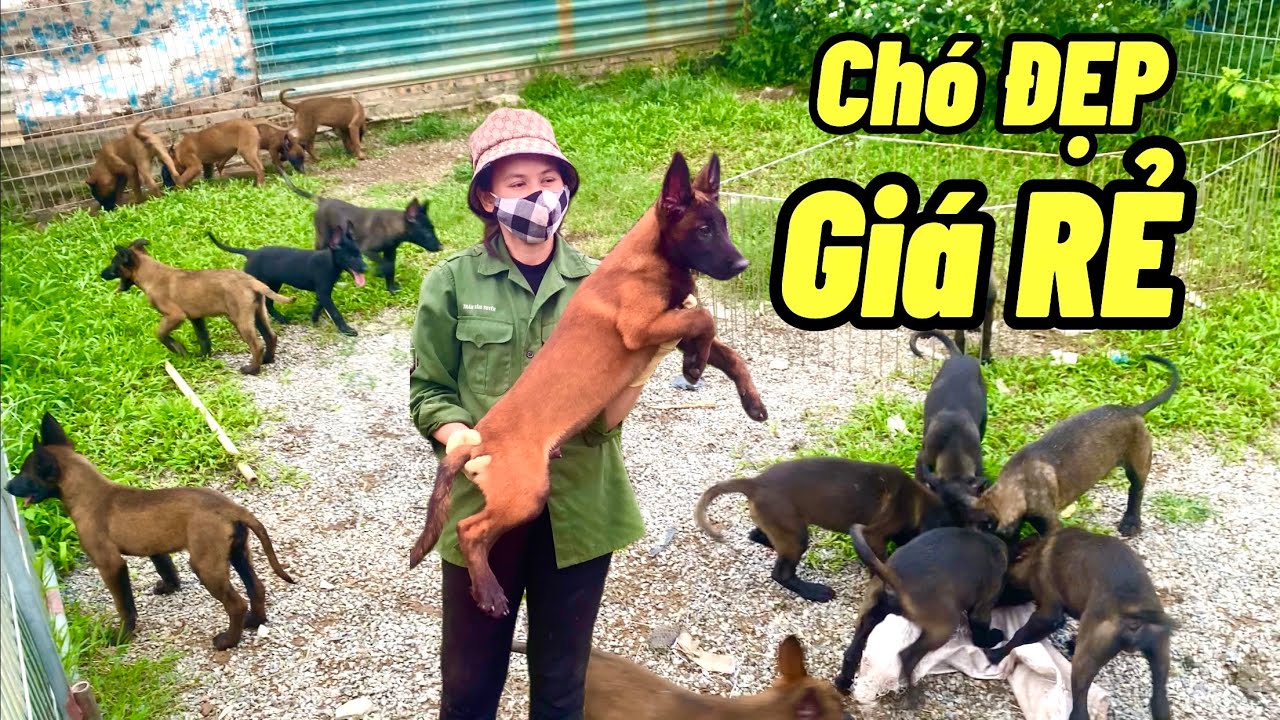 Giảm giá chó Malinois béc Bỉ tại trại nhân giống
