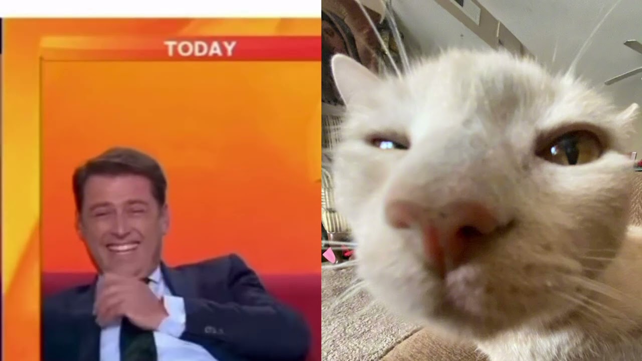 Bisquet My Cat Accidental Appeared in the News 🤣🤣🤭#cat #funny #viralvideo #youtube #animals