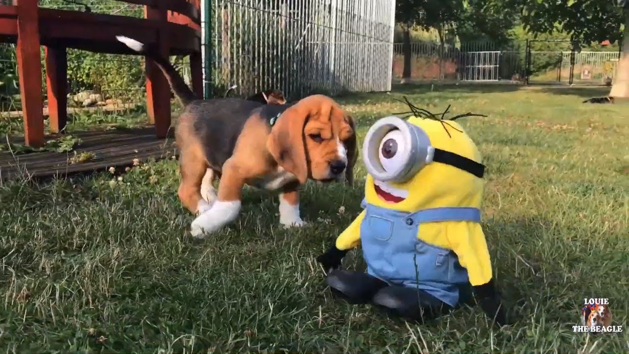 Cute 7 Week Old Beagle Puppy Terror | Beagle Universe