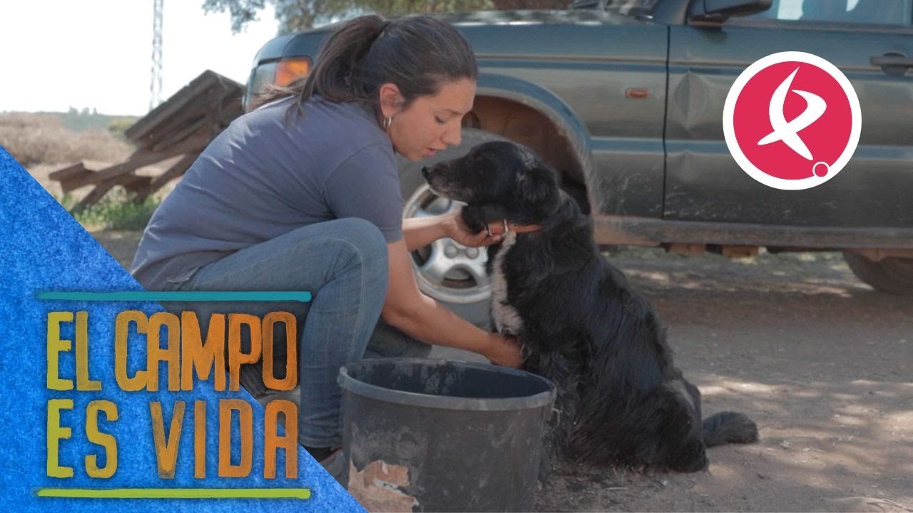 Este año Chabeli no consigue dar con la solución para las garrapatas | El campo es vida