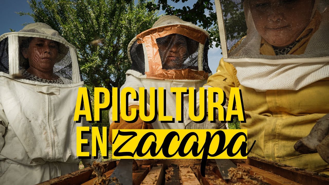 Apicultores en ZACAPA, GUATEMALA 🐝