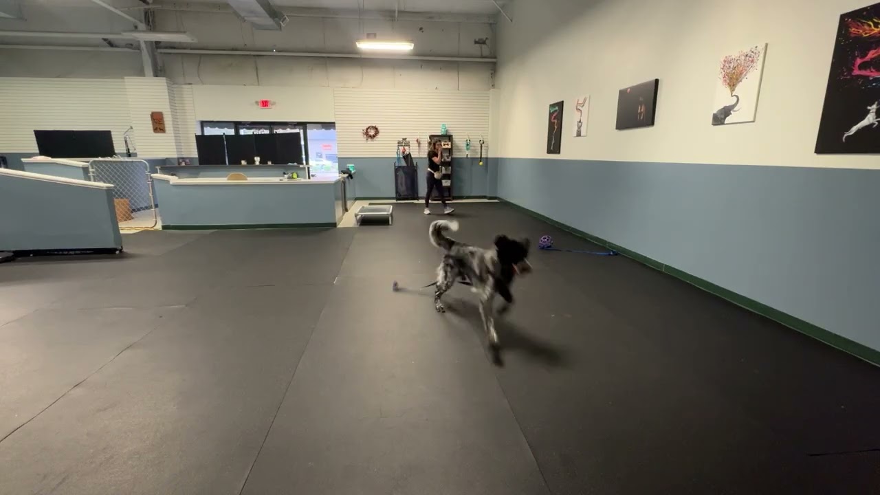 Blitz play place and stay 