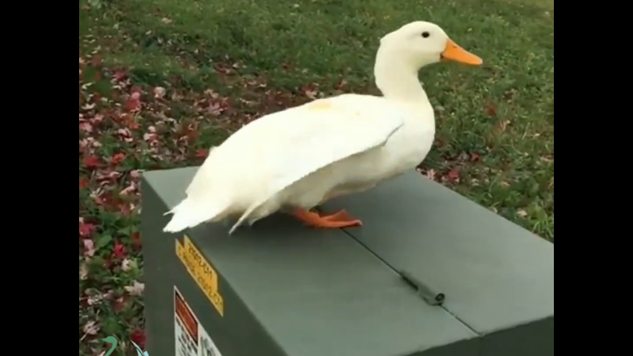 Flying Duck || bebek Terbang