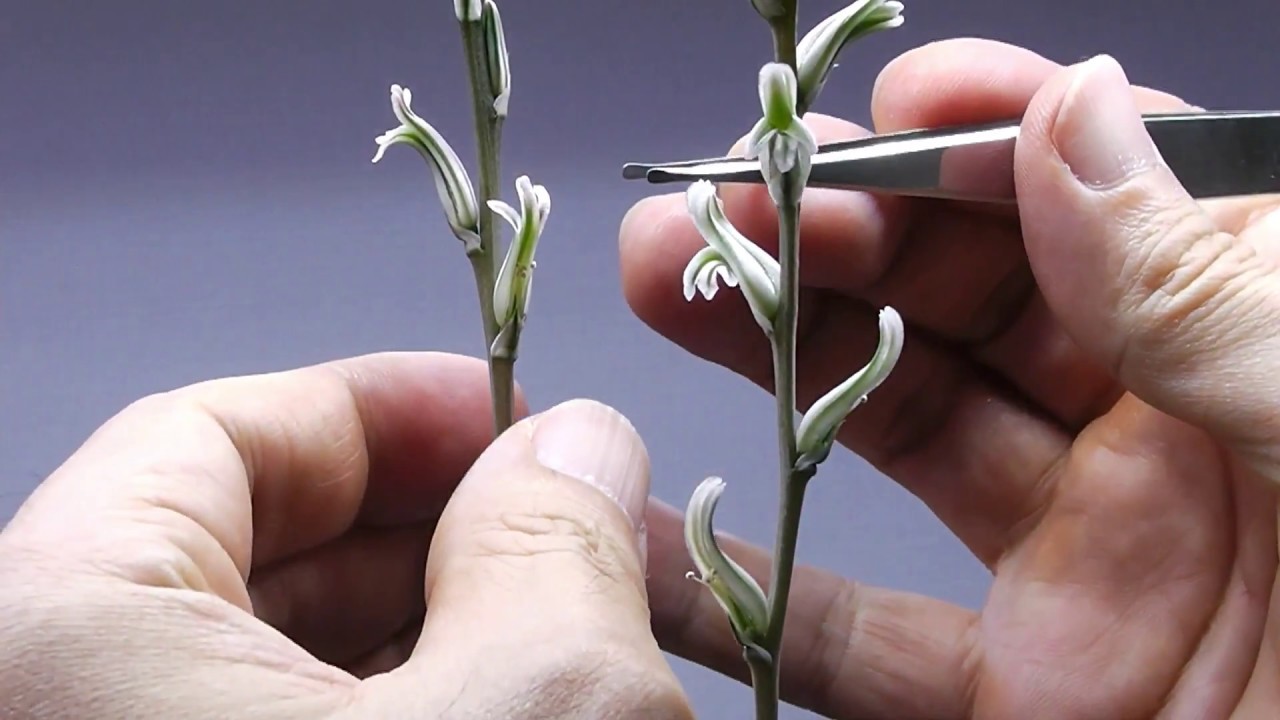 【多肉植物】181013ハオルチアの交配と花粉の保存！Haworthia mating. succulents ビザールプランツ