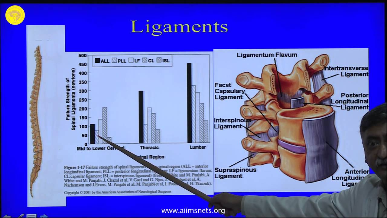 Dorsal and Lumbar Pedicles - Surgical Anatomy