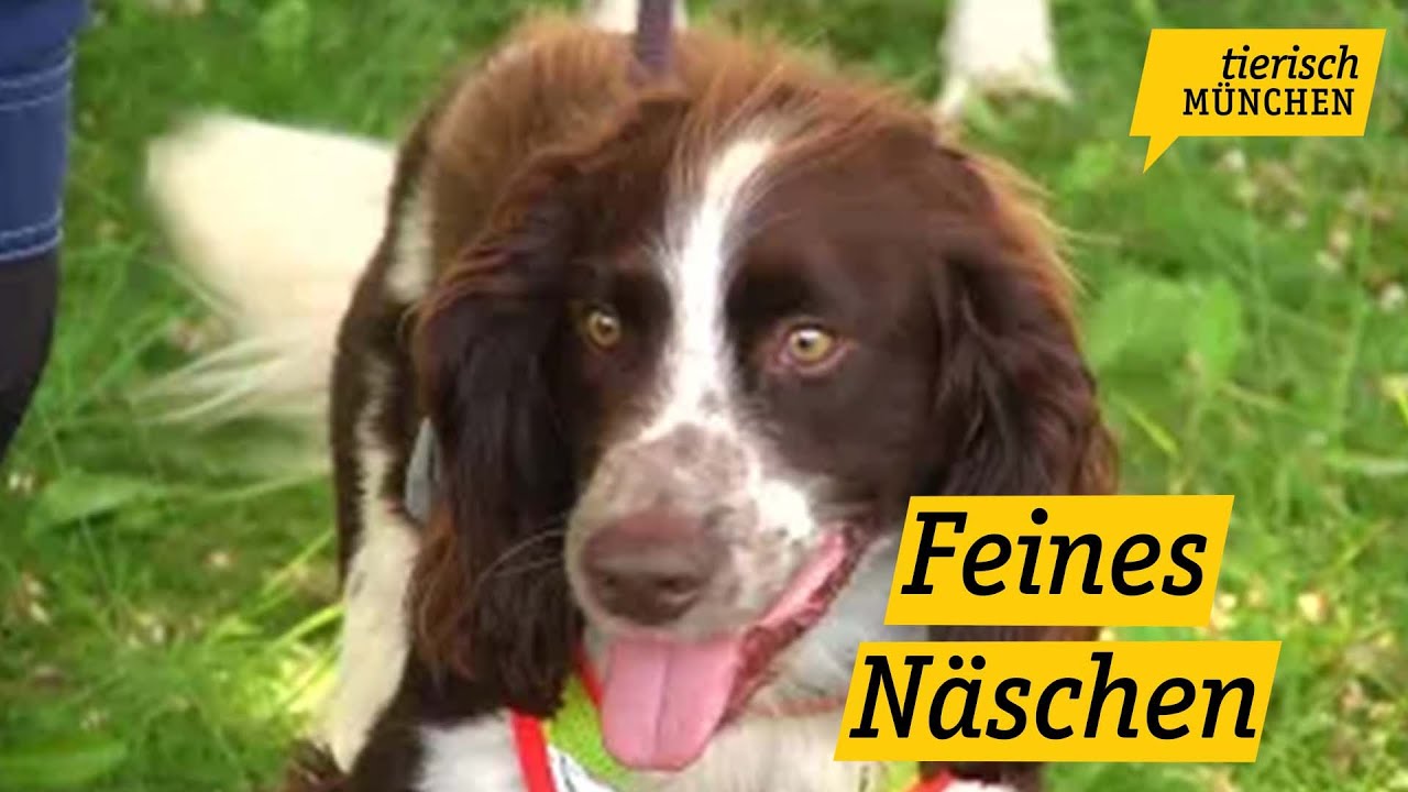 Feines Näschen - Artenspürhunde helfen Deutscher Bahn bei Bauvorhaben