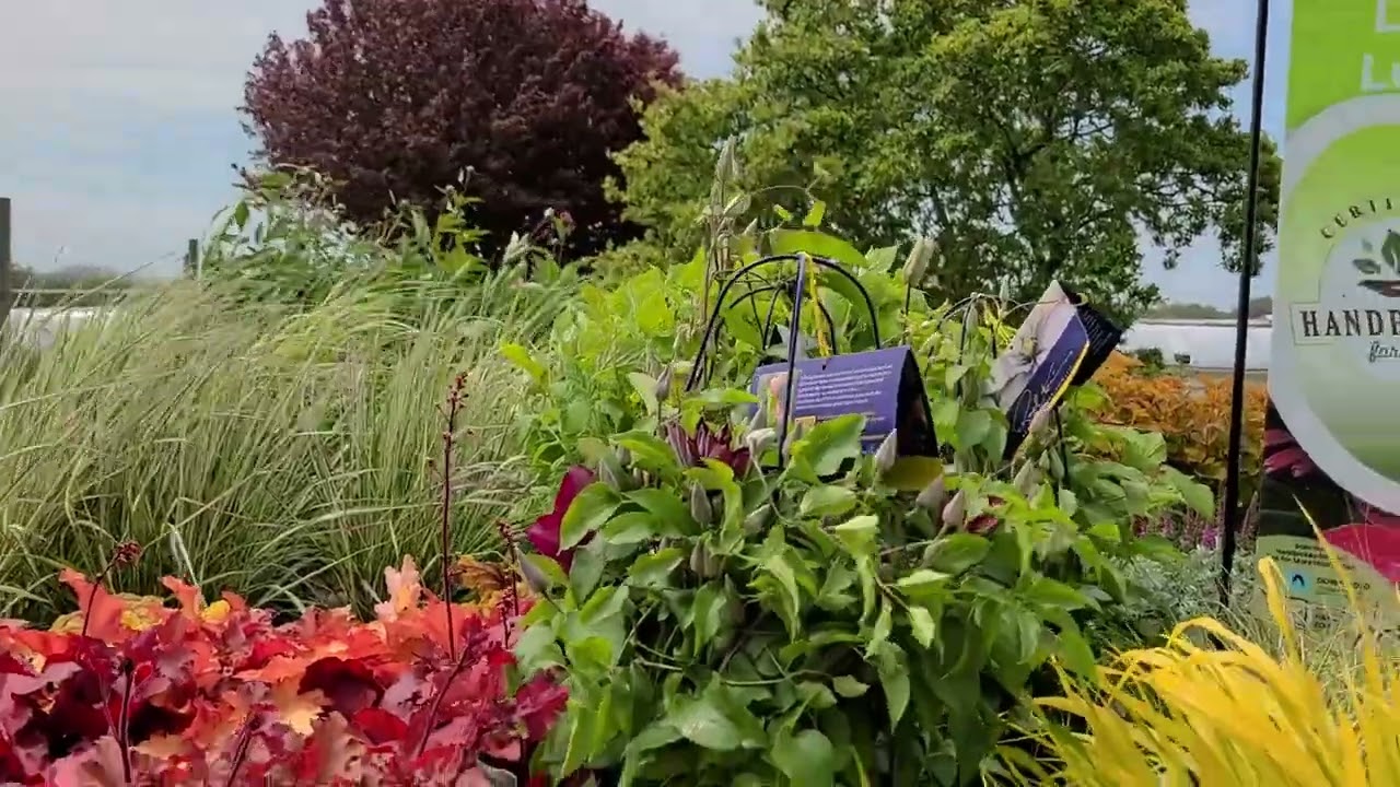 Hakonechloa 'All Gold' Japanese Forest Grass | Garden Center | Stratford CT