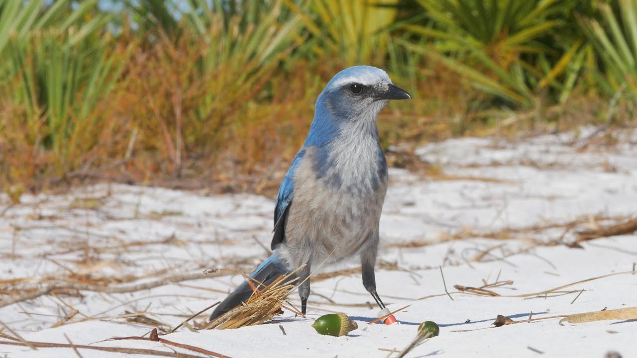 At Home In the Florida Scrub