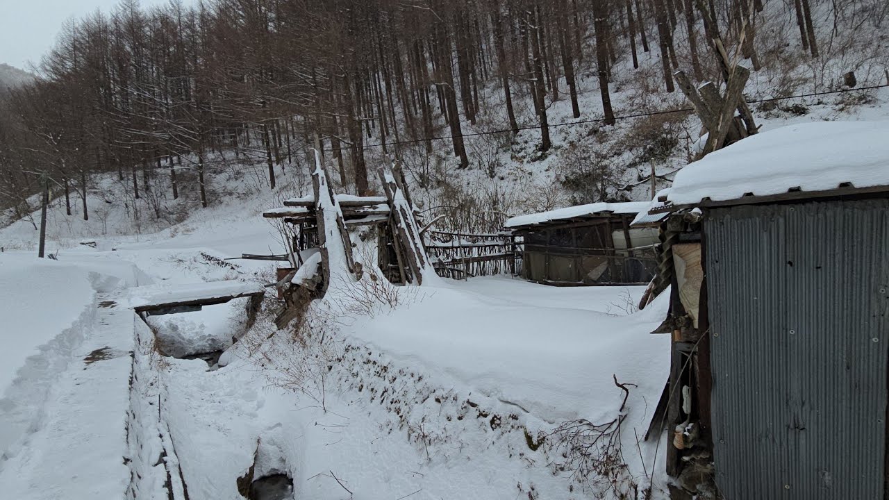 태백은 몇일째  퍼붓는 눈폭탄 땜에 택시영업 힘들고 시내 제설작업 하느라 눈삽이 품절됐다 ᆢ