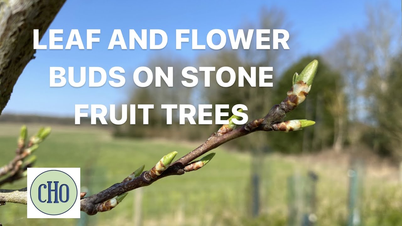 Leaf and Flower Buds on Stone Fruits Trees