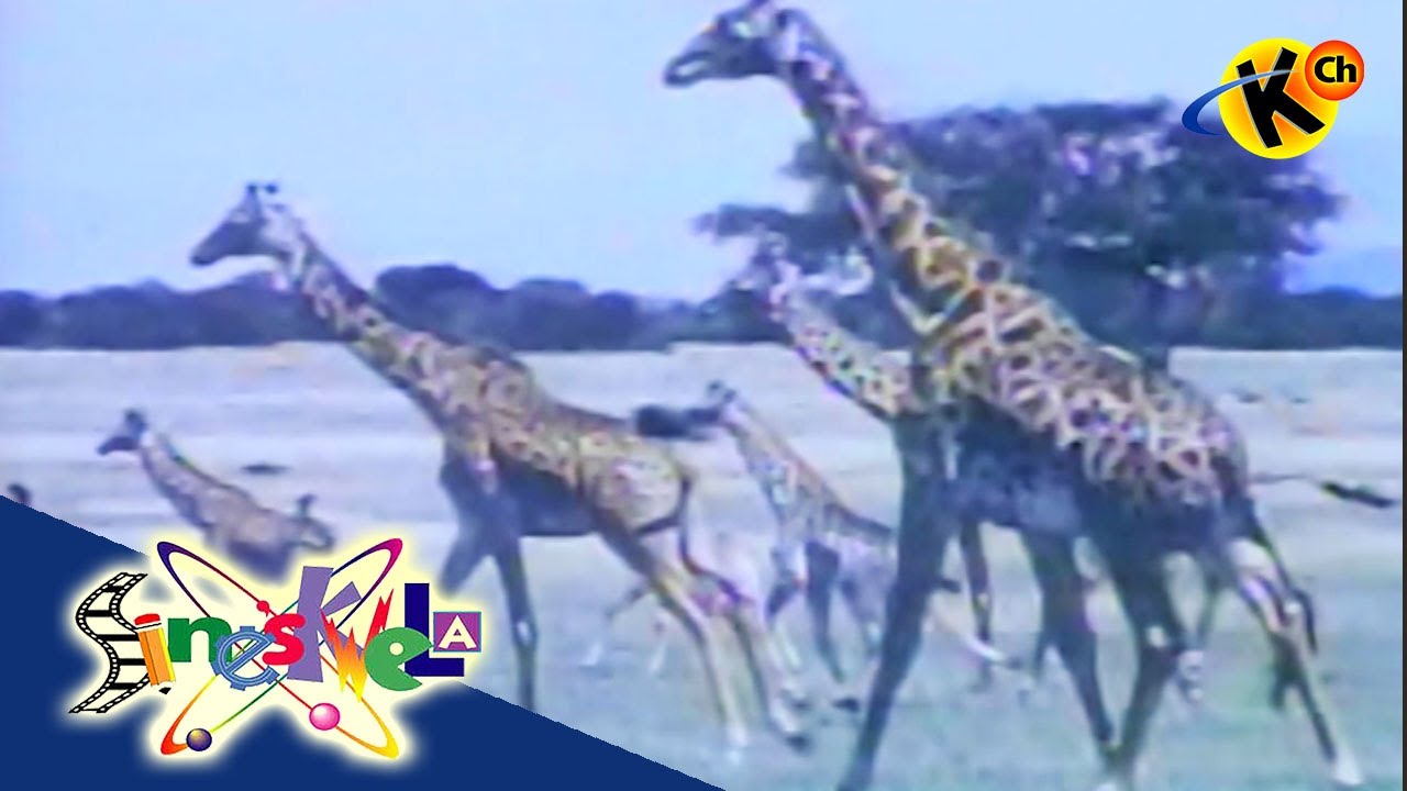 Animals and Their Habitat | Sineskwela