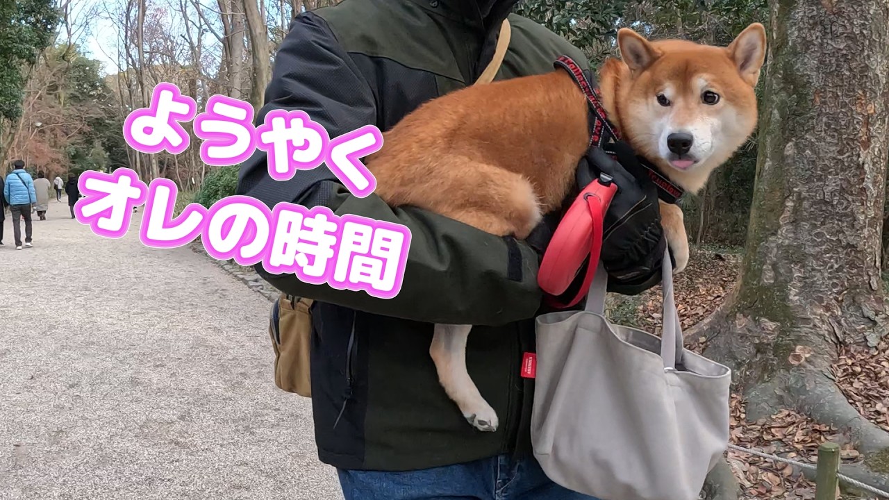 下鴨神社初詣と念願の愛犬テンと鴨川散歩を達成し感無量！帰宅したら警報級の大雪でしたｗ