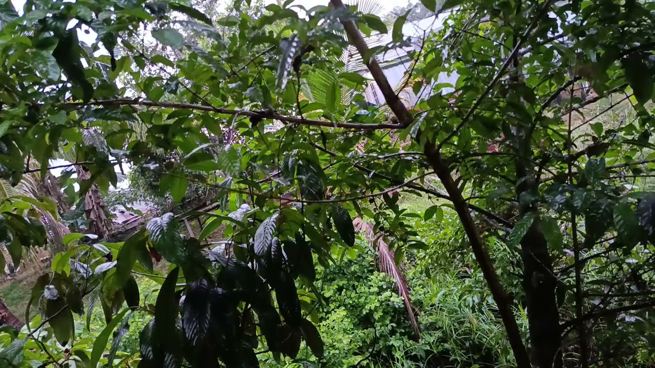 water ASMR natural satisfying hujan #rain #satisfying #nature