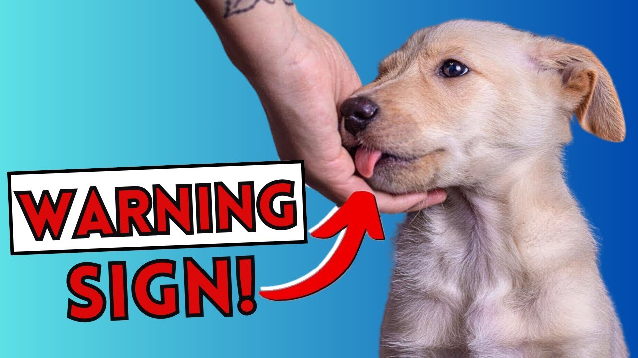 5  Signs Your Dog Dislikes You (It's Not Always About Affection)