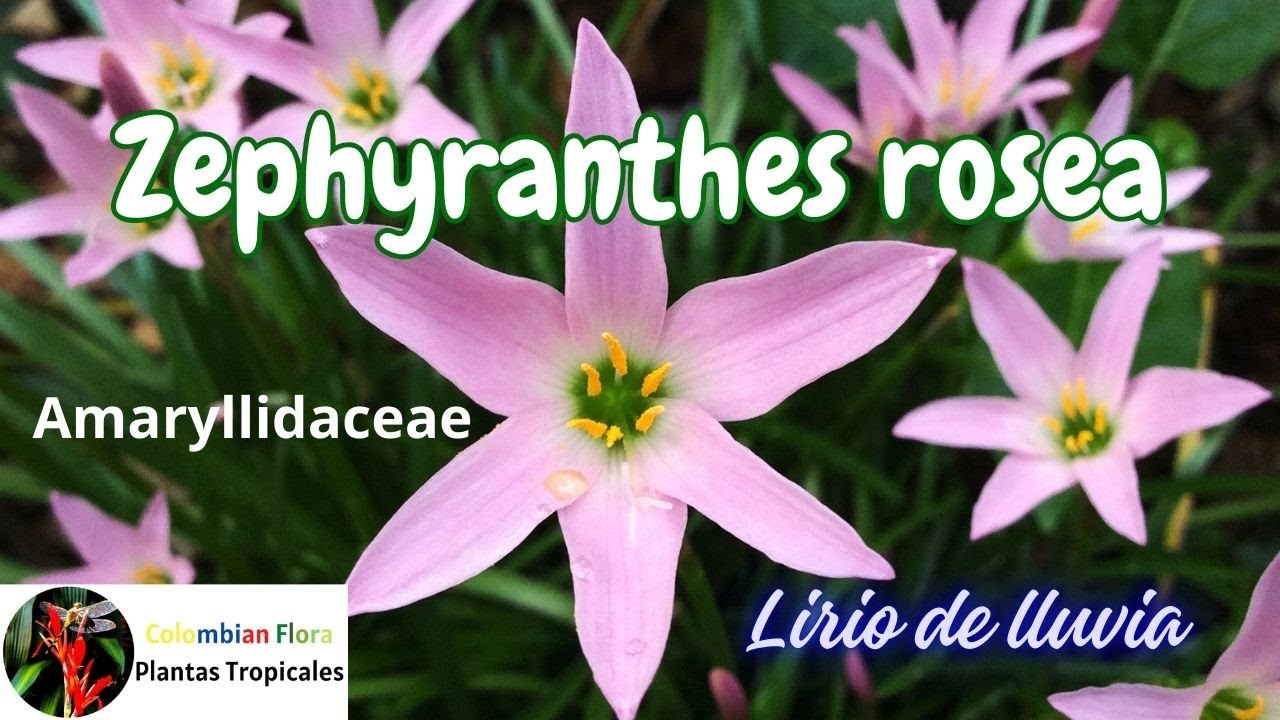 Волшебная розовая дождевая лилия (Zephyranthes rosea): уход и секреты