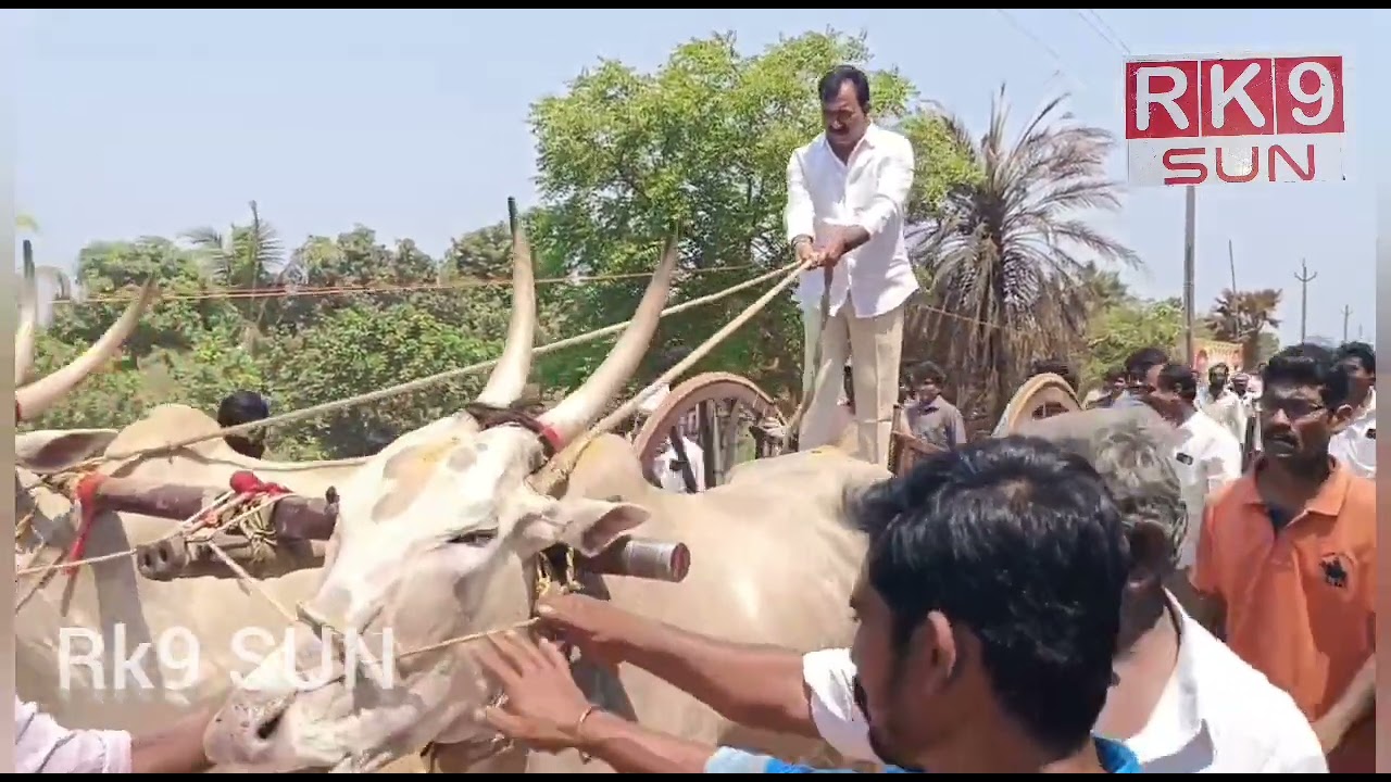 కాపవరం గ్రామం లో శ్రీరామలింగేశ్వర కమిటీ ఆధ్వర్యంలో రాష్ట్రస్థాయి ఎడ్ల పరుగు ప్రదర్శన నిర్వహించారు,