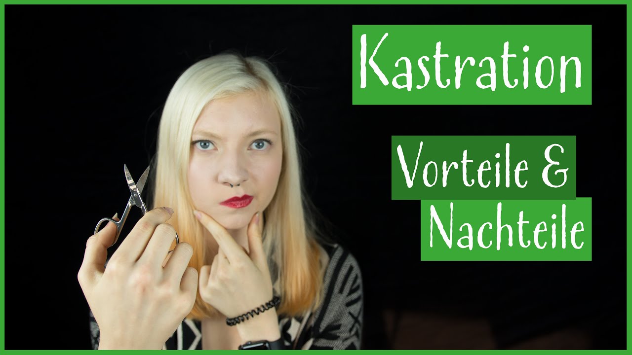 Kastration von Katzen: Wann? Weshalb? Risiken?
