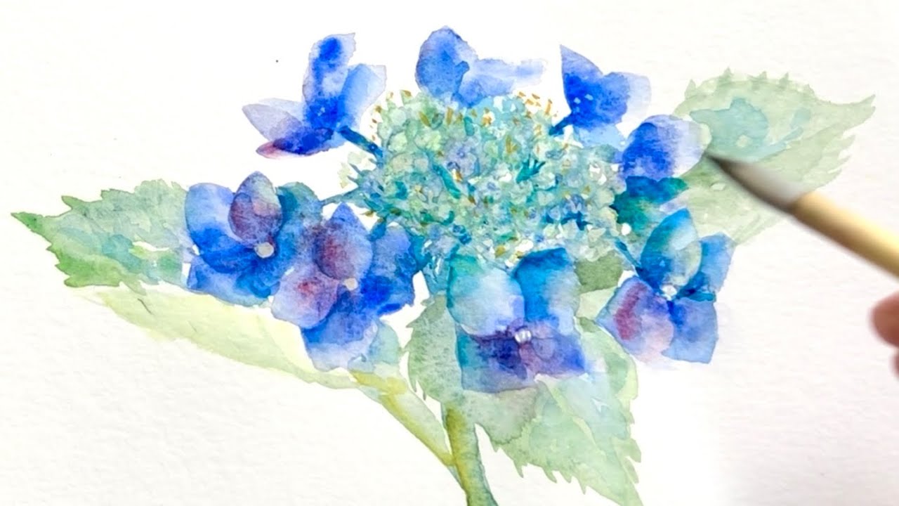 [水彩画]ガクアジサイを描く/watercolorpainting /制作過程