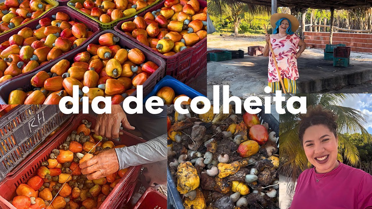 Dia de colheita no sítio 🙌🏻👩🏻‍🌾 como descastanhamos caju, resultado da colheita do dia e muito mais🏡