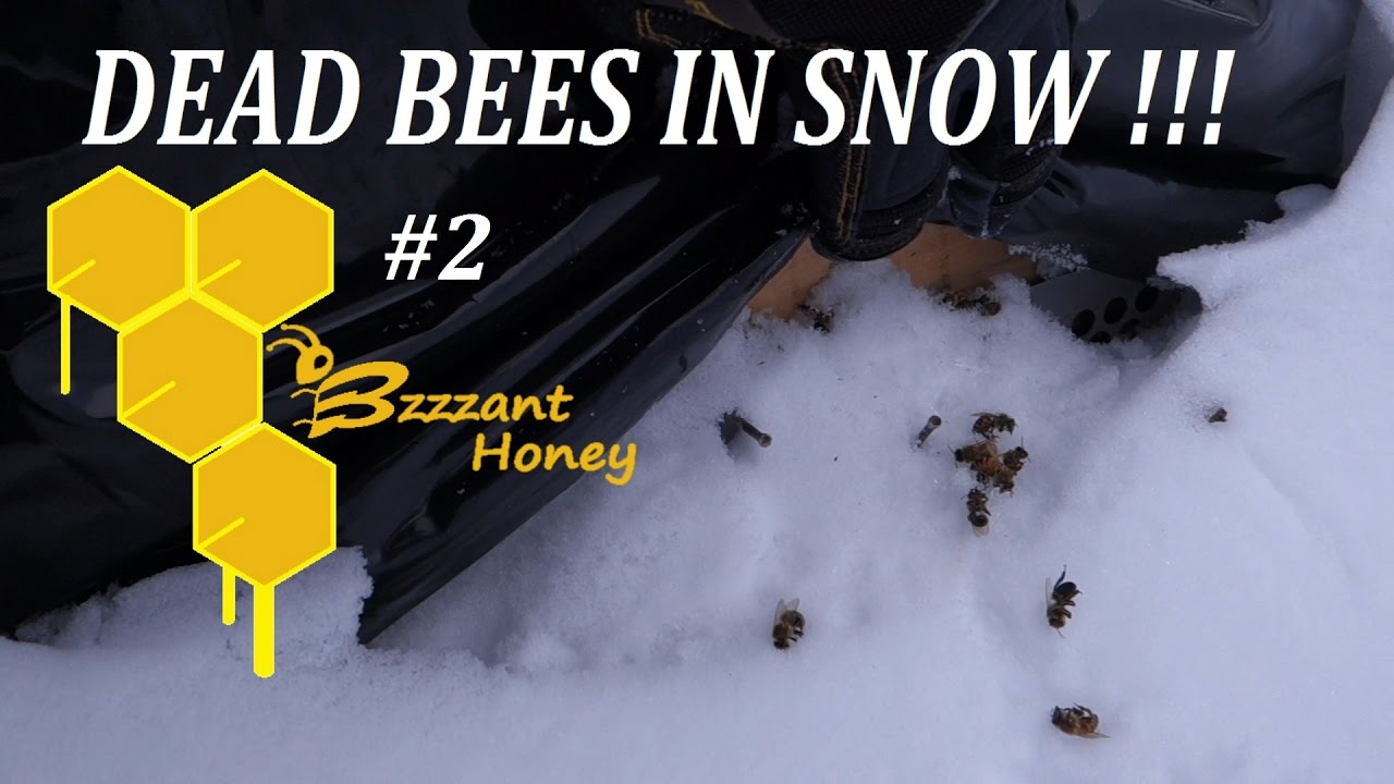 Dead Bees in Snow - Beekeeping in a Blizzard - Winter Losses #2