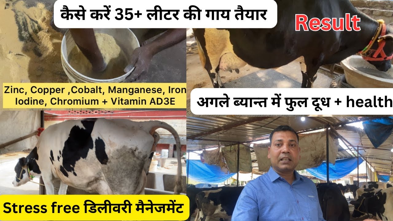 #मोकामा डेरी फार्म में Transition फ़ीड का live making+transition फीड का रिजल्ट🔥@Pkdairytechnique