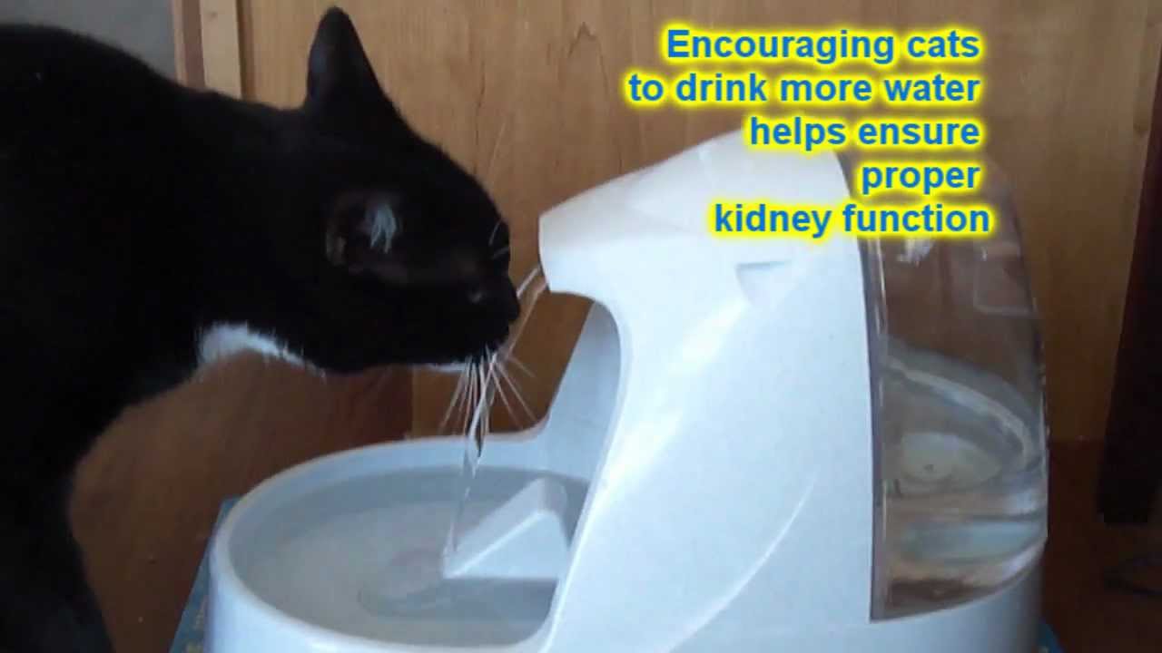 Drinkwell Platinum Pet Cat Fountain