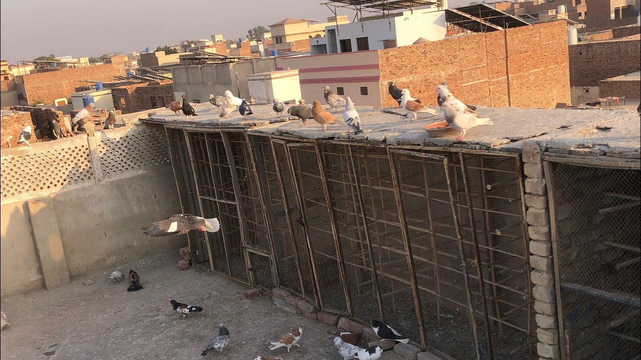 Bsant to 3 din ki the phr ryk my pura Sal rhy ge Shoq nhi ho rha 