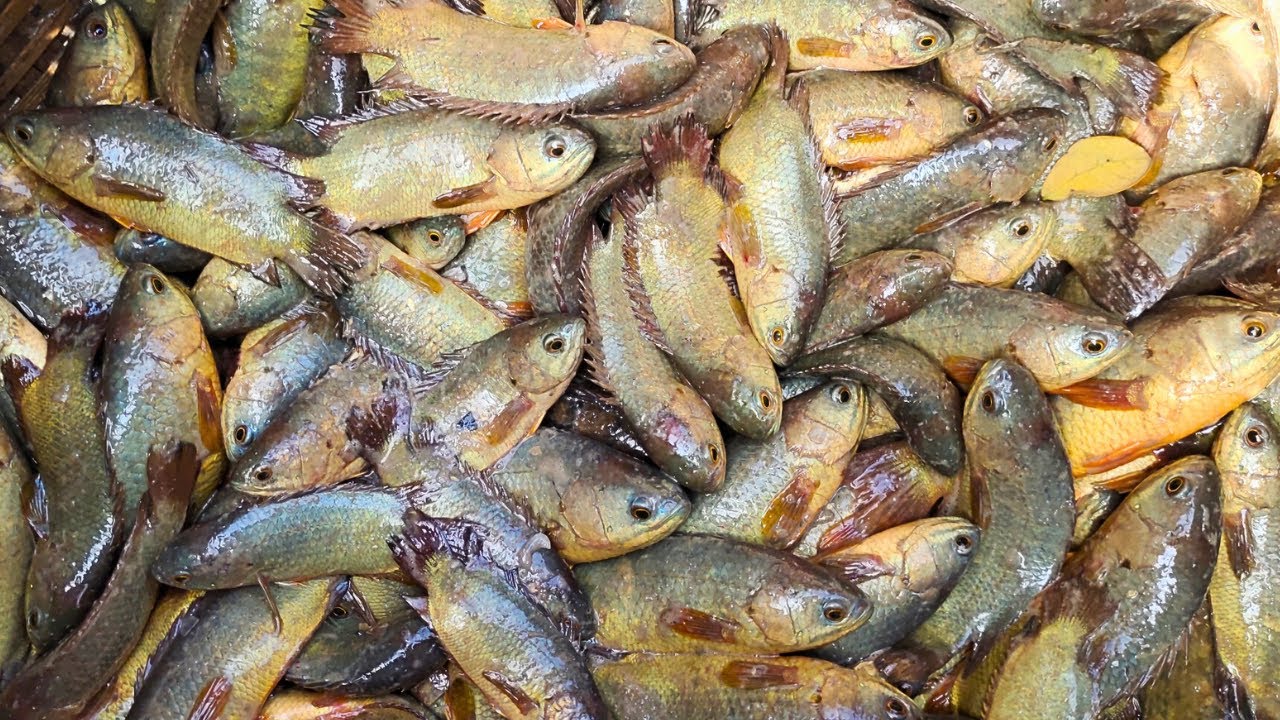 ছুটির দিনে জমজমাট সিলেটের বটেশ্বর মাছ বাজার
