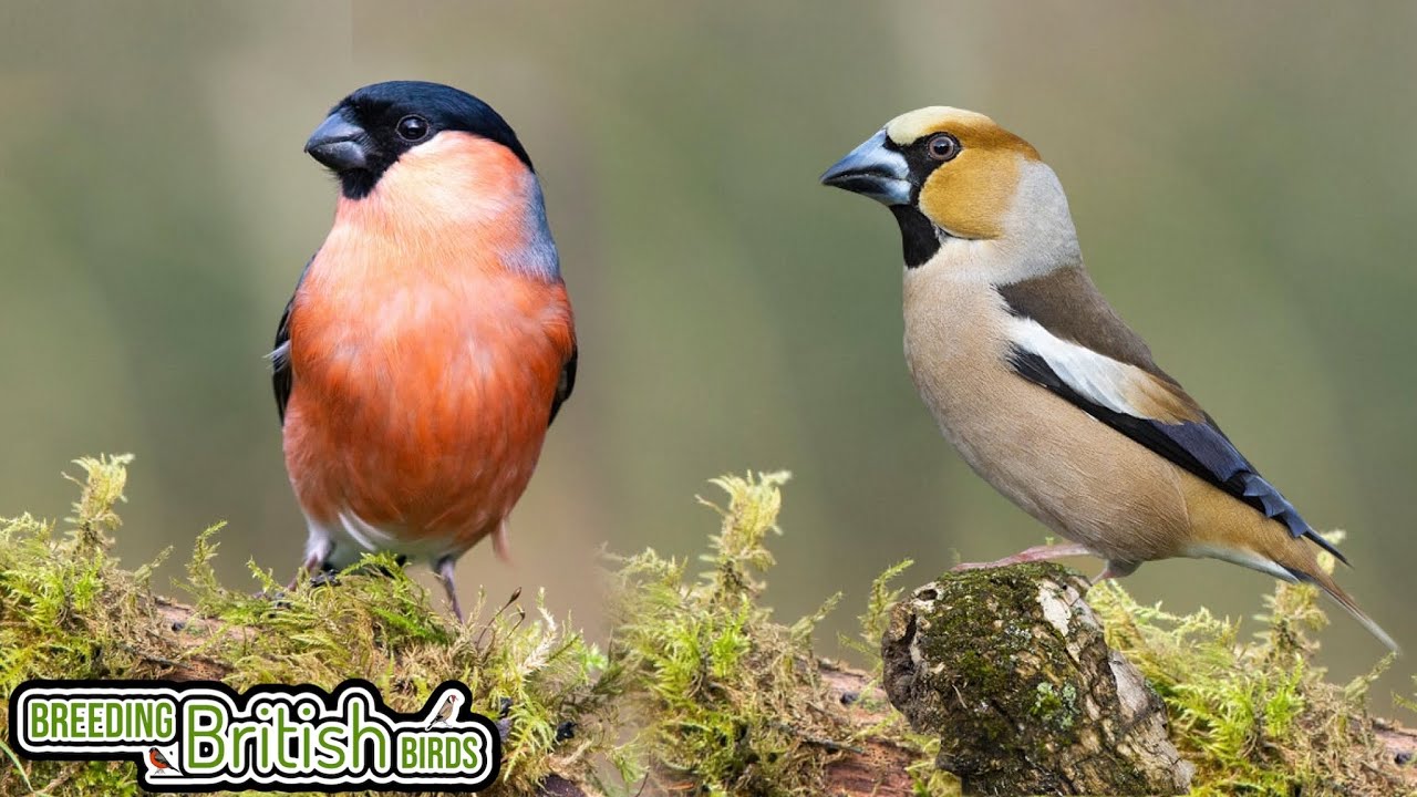 Breeding Season 2 FINALE | Breeding British Birds S2:Ep18