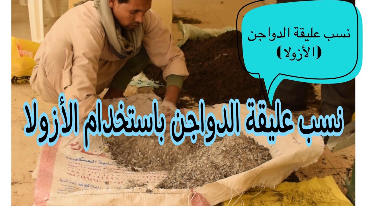 نسب عليقة الدواجن باستخدام الأزولا