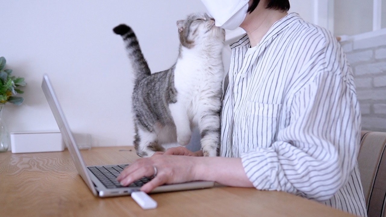 仕事どころじゃない…甘えん坊猫のネコハラが可愛すぎました［スコティッシュフォールド］