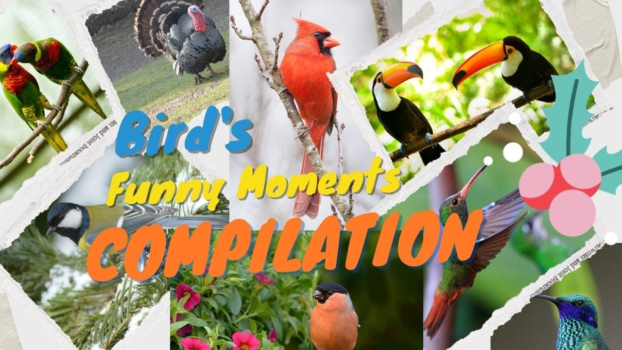 Wooww!!! Brid's | Beautiful isn't it??? #birds #beautiful