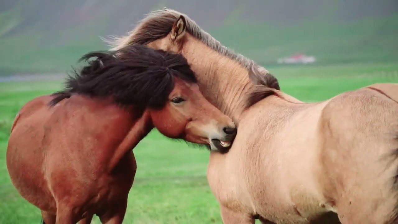 I just keep finding all of these horses.🐎 So cute. 🐎