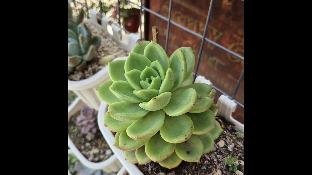 Succulents on our New Rain or Shine Setup ‼️🌱🪷