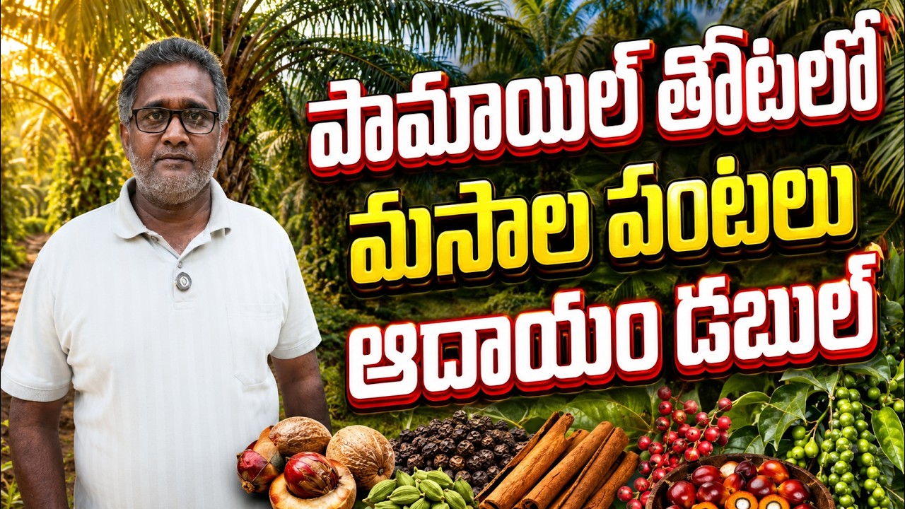 పామాయిల్ లో మసాల దినుసుల పంటలు | organic integreted farming | bhumiputhra telugu