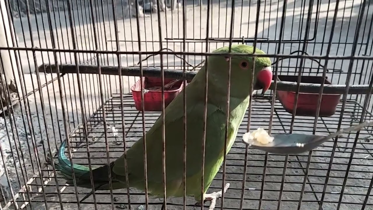 Our Parrot Ate Semolina Halwa | Cute & Funny Parrot Vlog