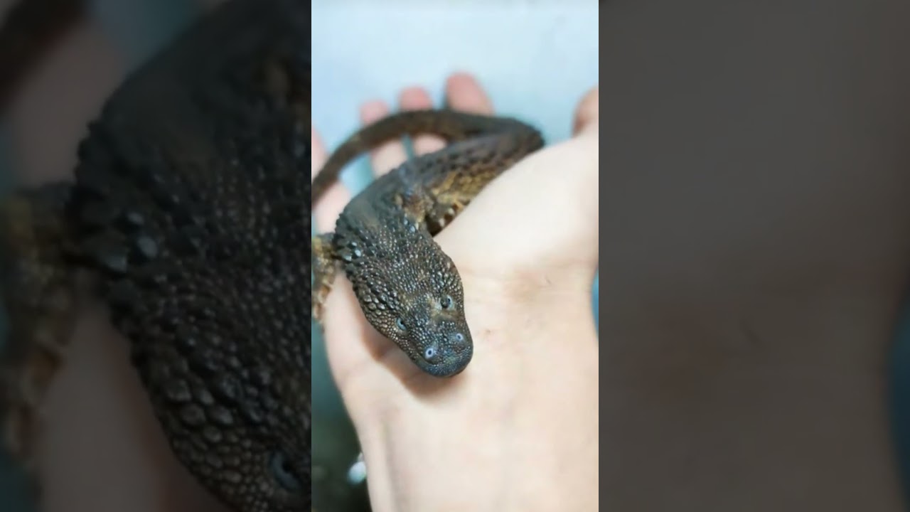 Earless Monitor Lizard        