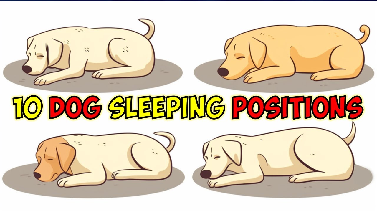 10 Dog Sleeping Positions and What They Actually Mean
