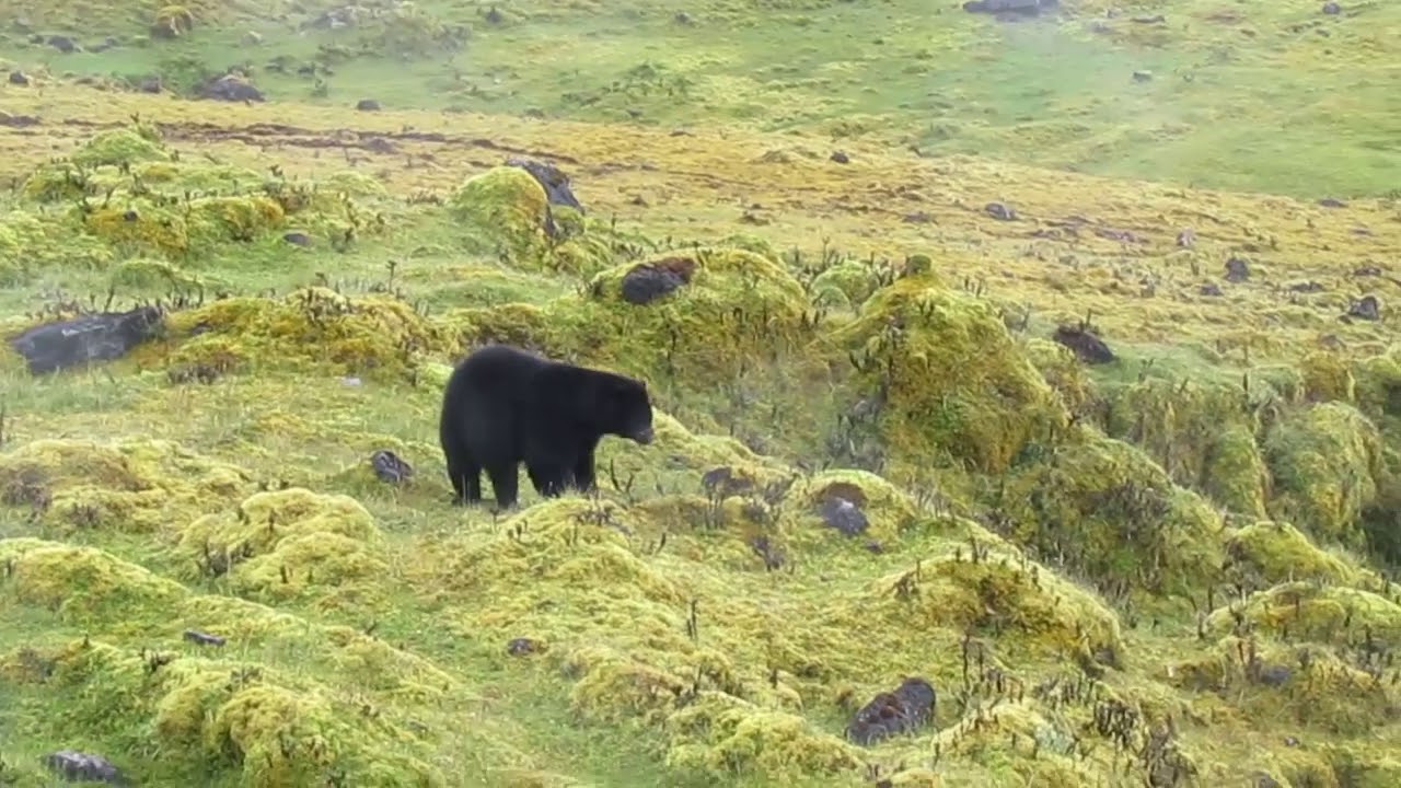 Un encuentro con el Oso de Anteojos en el Páramo de Chingaza.