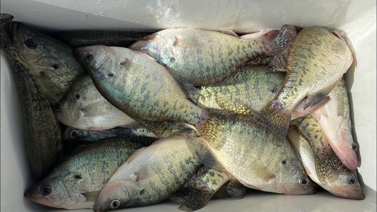 Pre-Spawn Crappie | Boat Marina | Skiatook Lake, Oklahoma