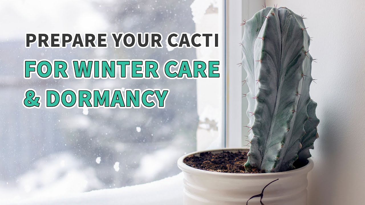 Как подготовить кактус к зимнему уходу и периоду покоя #кактус #кактусы #растения #суккуленты