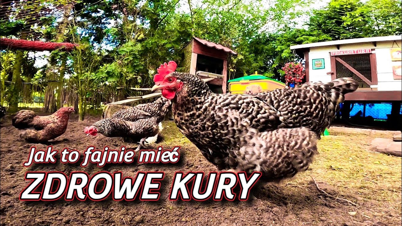 #chicken 🐓🐤🐤 Zdrowe i szczęśliwe kury - Jak dbasz tak masz. Przydomowa hodowla drobiu dla każdego.