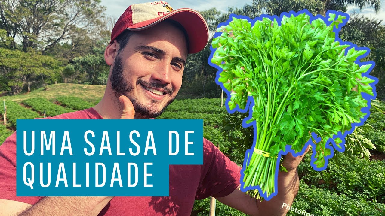 6 DICAS PARA PRODUZIR SALSINHA COM QUALIDADE | com Dica Bônus