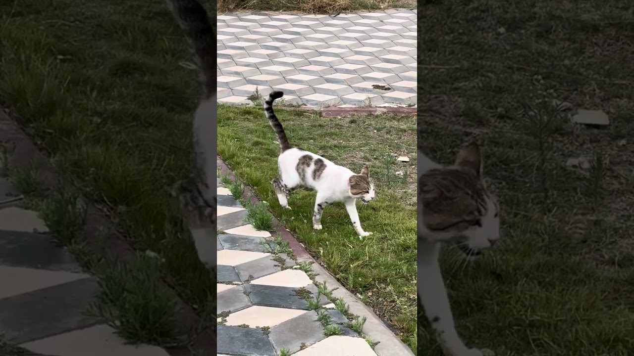 ولد الجيران وسر اختافئه💔