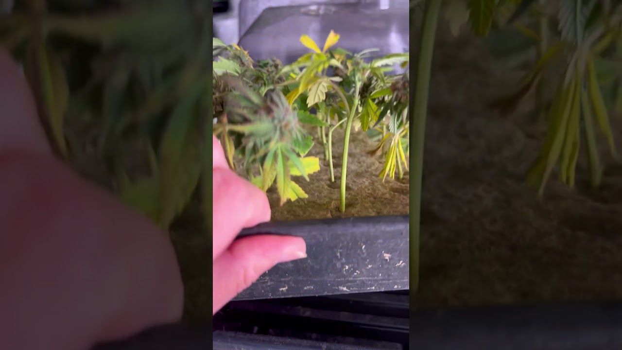 5 day roots cloning from 7 week flowered plants is very possible time for reveg captain red beard