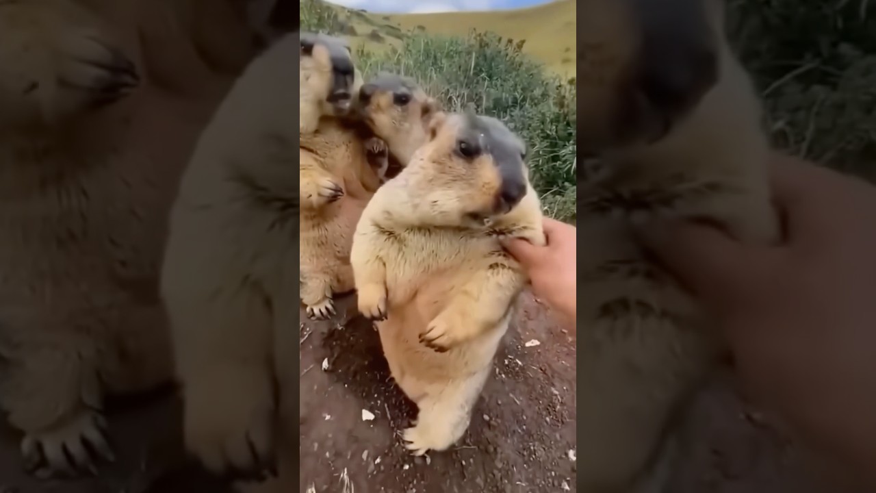 Marmots #shortvideo #animals #cute #facts
