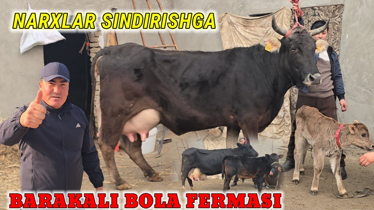 😳 Barakali Bola Bugun Yorvordi Bunaqa Narxlar Xech Qayerda Yo'q 🔥🔥🔥🔥