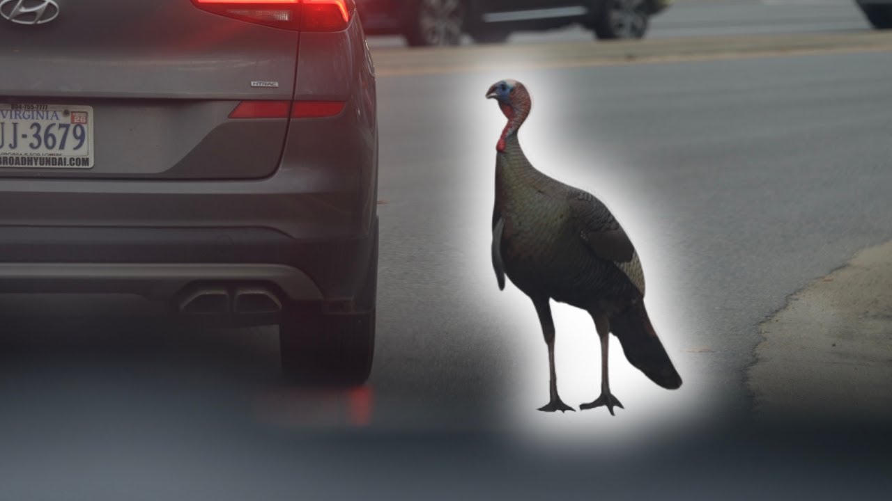 Meet Gary, Chesterfield's traffic-stopping celebrity turkey