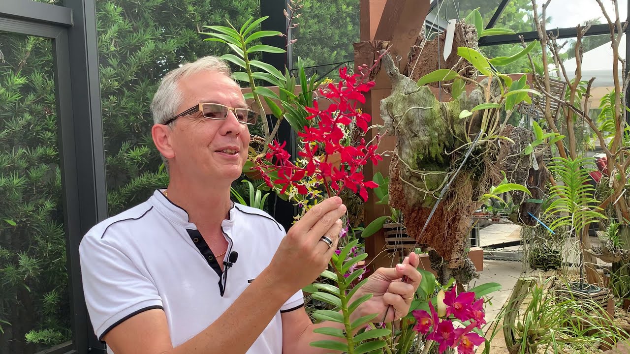 How I care for my Renanthera philippinensis